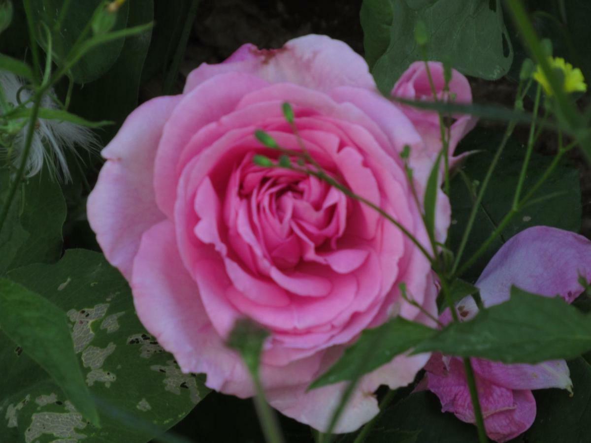 The Old Vicarage Hotel & Restaurant Bridgwater Kültér fotó Rosa 'Mary Rose'