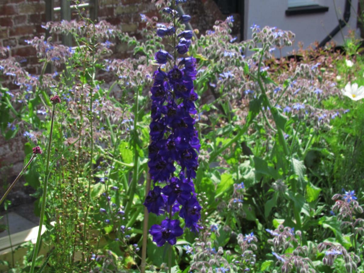 The Old Vicarage Hotel & Restaurant Bridgwater Kültér fotó Delphinium 'Blue King'